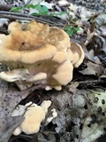 Meripilus sumstinei image