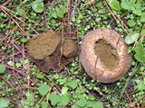 Lycoperdon pratense image