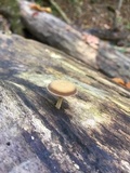 Simocybe centunculus var. centunculus image