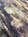 Simocybe centunculus var. centunculus image