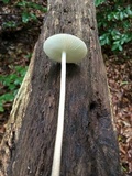 Xerula megalospora image