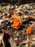 Clavulinopsis aurantiocinnabarina image
