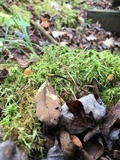 Galerina sphagnorum image