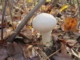 Lycoperdon excipuliforme image