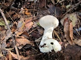 Lycoperdon excipuliforme image