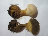 Lycoperdon excipuliforme image