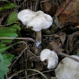 Entoloma flavifolium image