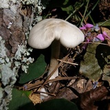 Entoloma flavifolium image