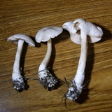 Entoloma flavifolium image