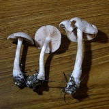 Entoloma flavifolium image