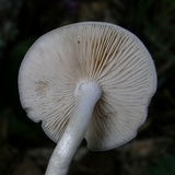 Entoloma flavifolium image