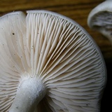 Entoloma flavifolium image