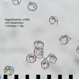 Entoloma flavifolium image