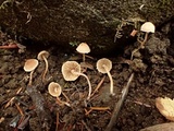 Flammulaster carpophilus var. carpophilus image