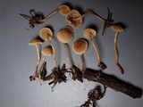 Flammulaster carpophilus var. carpophilus image