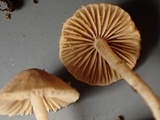 Flammulaster carpophilus var. carpophilus image