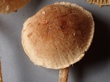 Flammulaster carpophilus var. carpophilus image