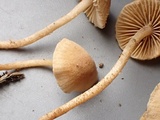 Flammulaster carpophilus var. carpophilus image