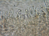 Flammulaster carpophilus var. carpophilus image