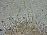 Flammulaster carpophilus var. carpophilus image