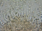 Flammulaster carpophilus var. carpophilus image