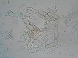 Flammulaster carpophilus var. carpophilus image