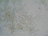 Flammulaster carpophilus var. carpophilus image