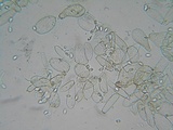 Flammulaster carpophilus var. carpophilus image