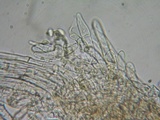 Flammulaster carpophilus var. carpophilus image