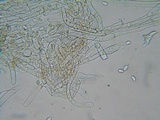 Flammulaster carpophilus var. carpophilus image