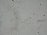Flammulaster carpophilus var. carpophilus image