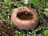 Lycoperdon pratense image