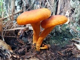 Omphalotus subilludens image