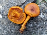 Omphalotus subilludens image