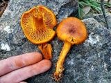 Omphalotus subilludens image