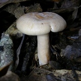 Lactarius chrysorrheus image