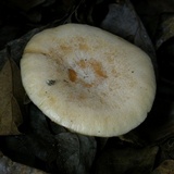 Lactarius chrysorrheus image
