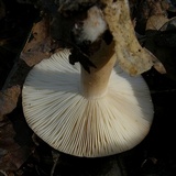 Lactarius chrysorrheus image