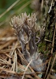 Clavulina cinerea image