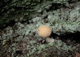 Amanita muscaria var. persicina image