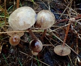 Psilocybe merdaria image