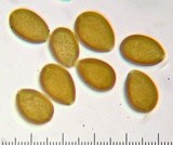 Psilocybe merdaria image