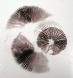 Psilocybe merdaria image