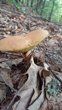 Imleria badia image