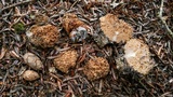 Gautieria morchelliformis image
