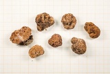 Gautieria morchelliformis image