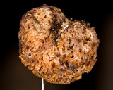 Gautieria morchelliformis image