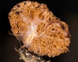 Gautieria morchelliformis image