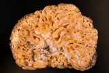 Gautieria morchelliformis image