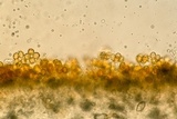 Gautieria morchelliformis image